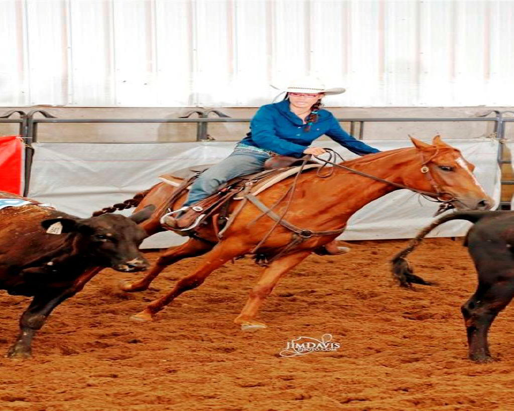 New horses for sale at Valley View Ranch